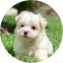 Maltese Puppy For Sale - Simply Southern Pups